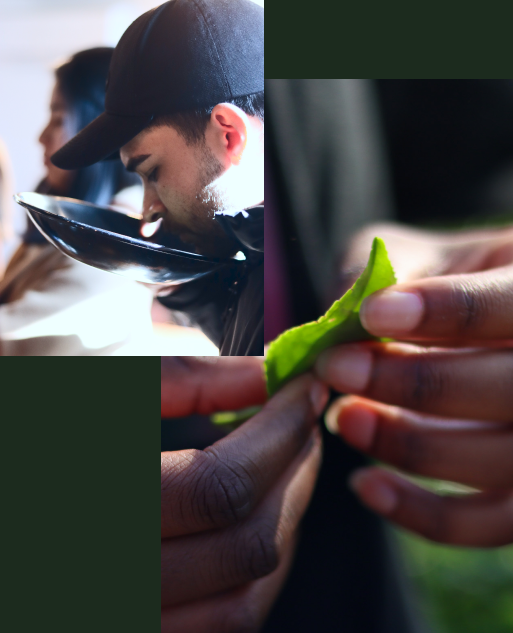 A buyer evaluating matcha quality and fresh tea leaves
