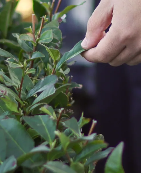 Close-up of tea leaves during farm inspection