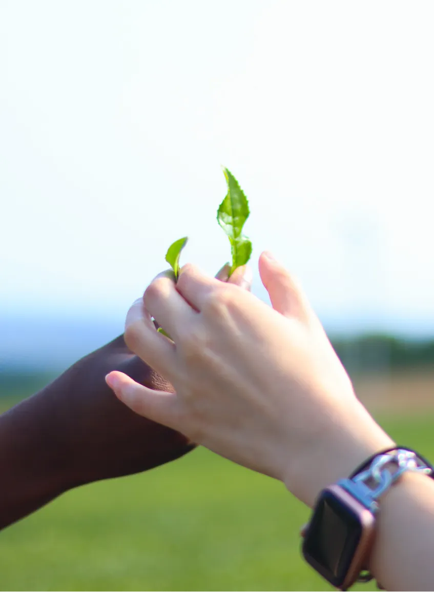 Hands holding fresh tea leaves