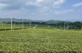 Tea Farm Tour