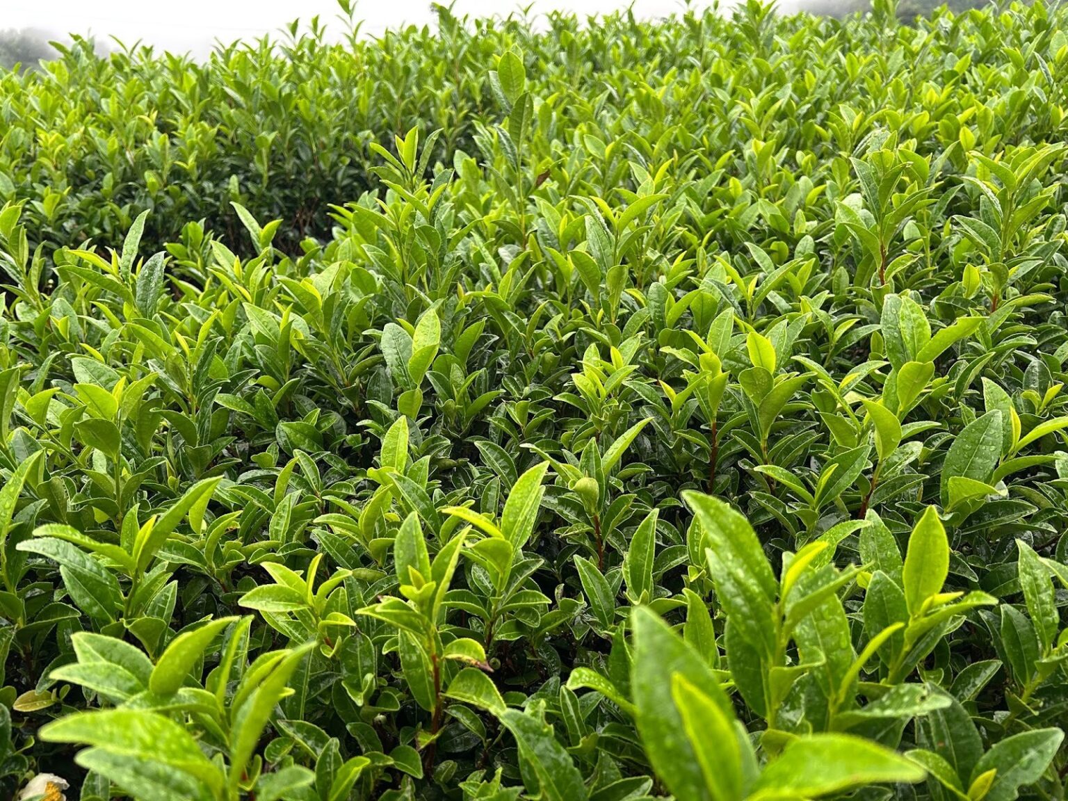 Matcha Extinct Does Matcha Make You Poop? The Truth About Digestion - Matcha Otaku
