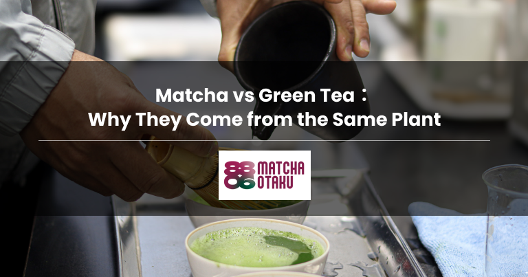 Matcha vs Green Tea: Why They Come from the Same Plant